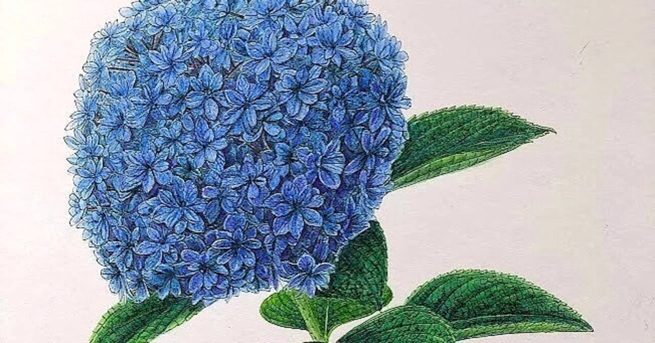 植物画・ボタニカルアート】紫陽花は色も形もさまざま～②静かな