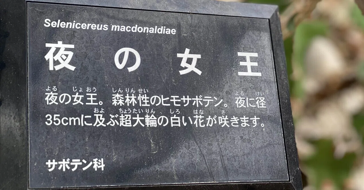 最終値下　希少な マリアンヌ・ウエストマン　サボテン マリアンヌ・ウェストマン（Marianne Westman）のヴィンテージ食器
