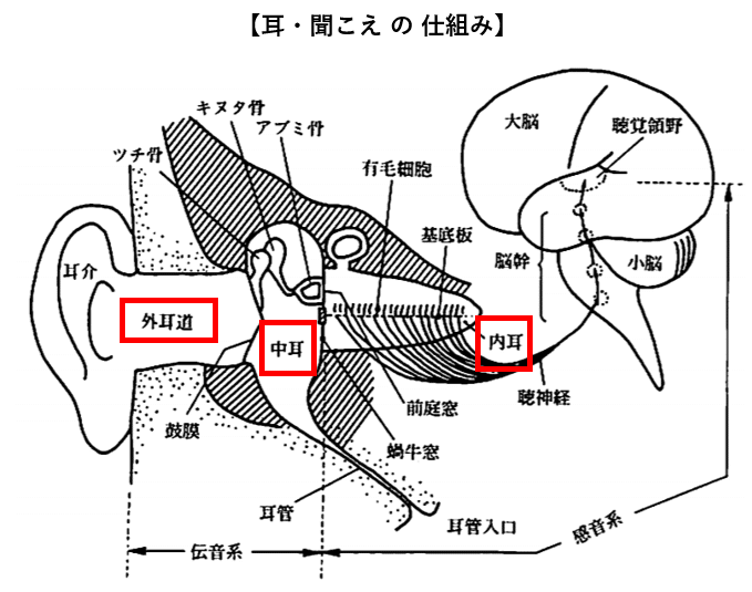 耳の構造