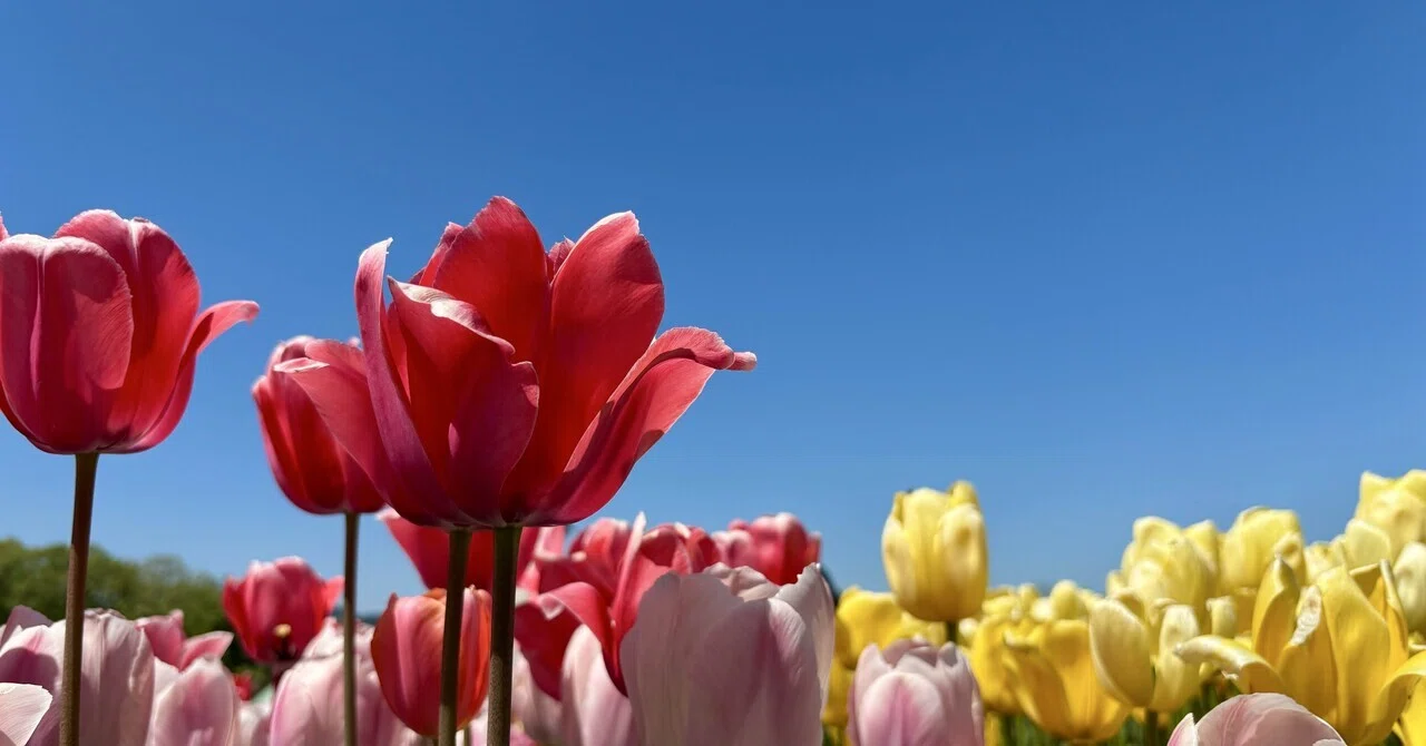 I went to see flowers again this year + alpha｜漣雪