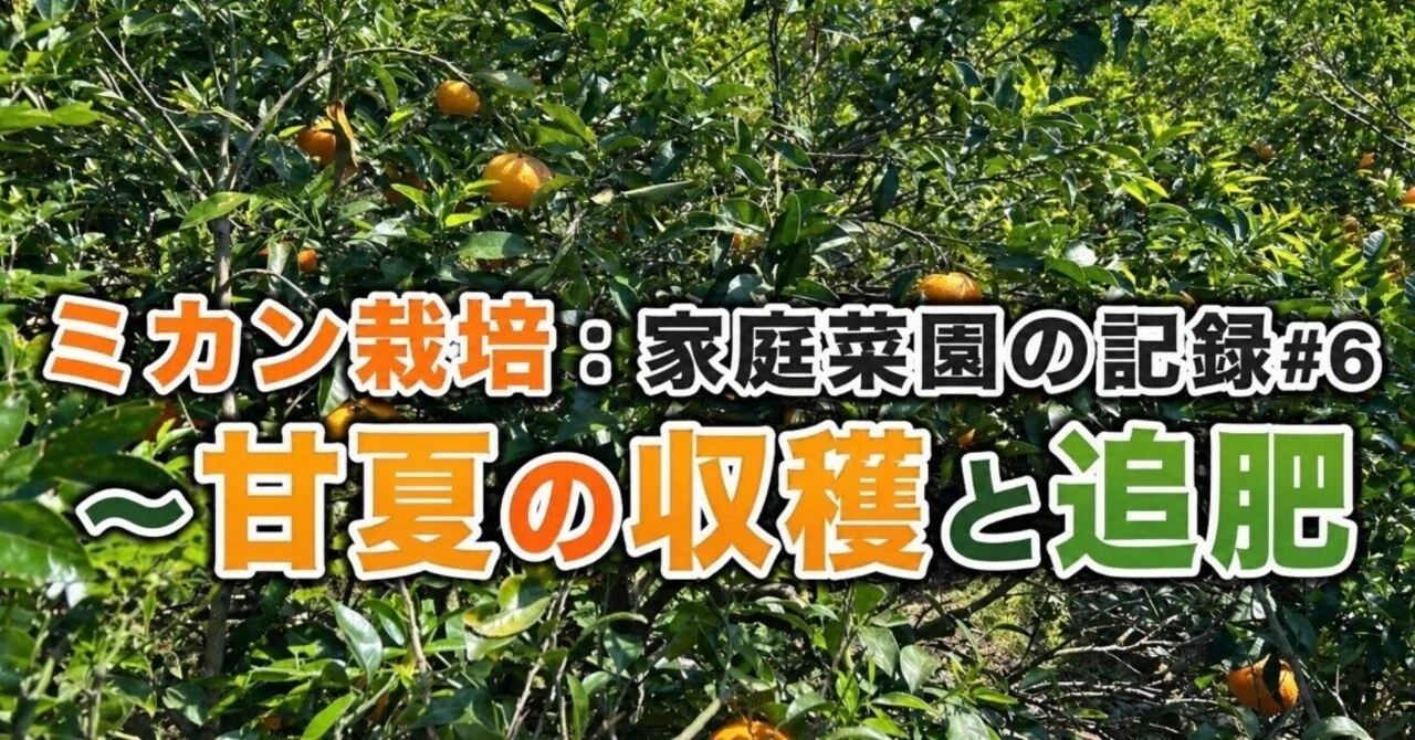無農薬ミカン栽培の記録#6 〜甘夏の収穫と追肥そして苗木の植樹｜Yoshi