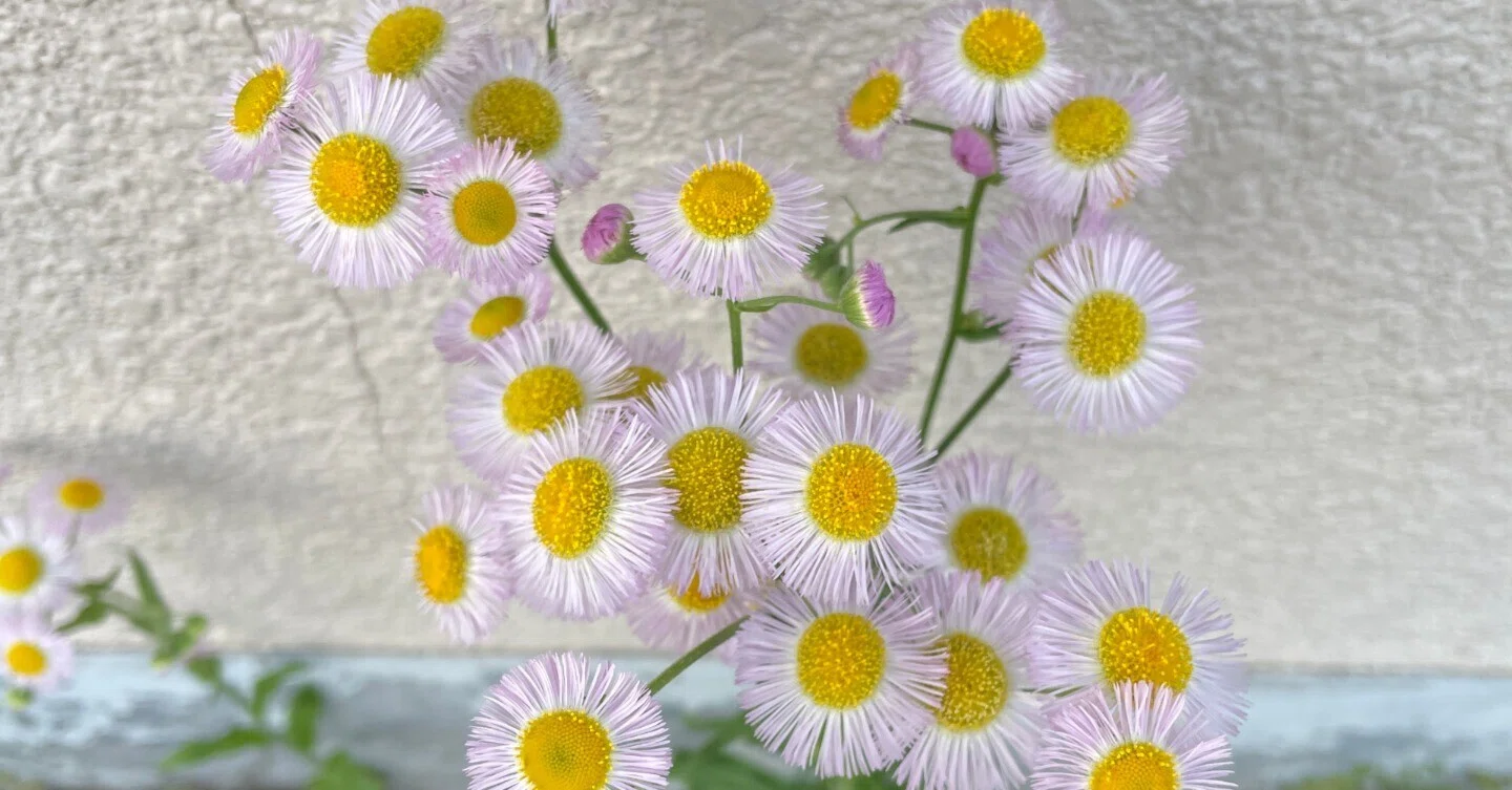4月後半の街角お花リレー｜花と日々 yas