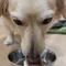 サツマとたじこ