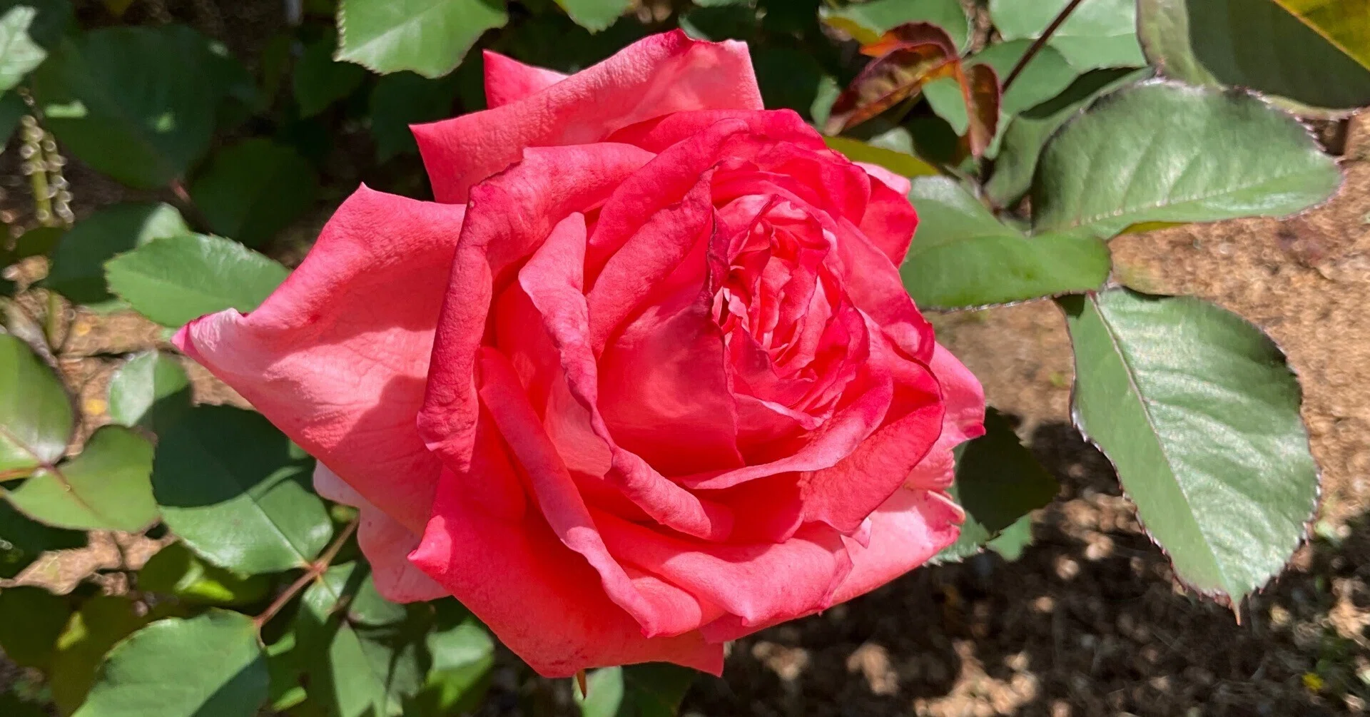 ドルチェ・ヴィータ（京都府立植物園）：2026年5月1日（金）｜藤井秀昭