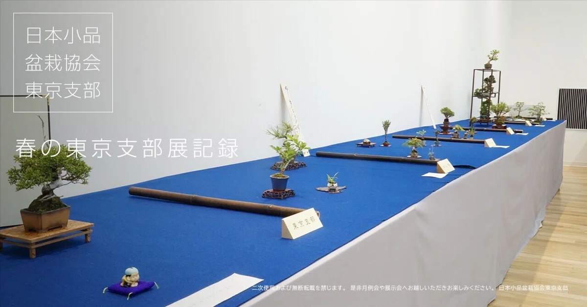 春の東京支部展「小品盆栽フェスティバル」レポート（2026年4月