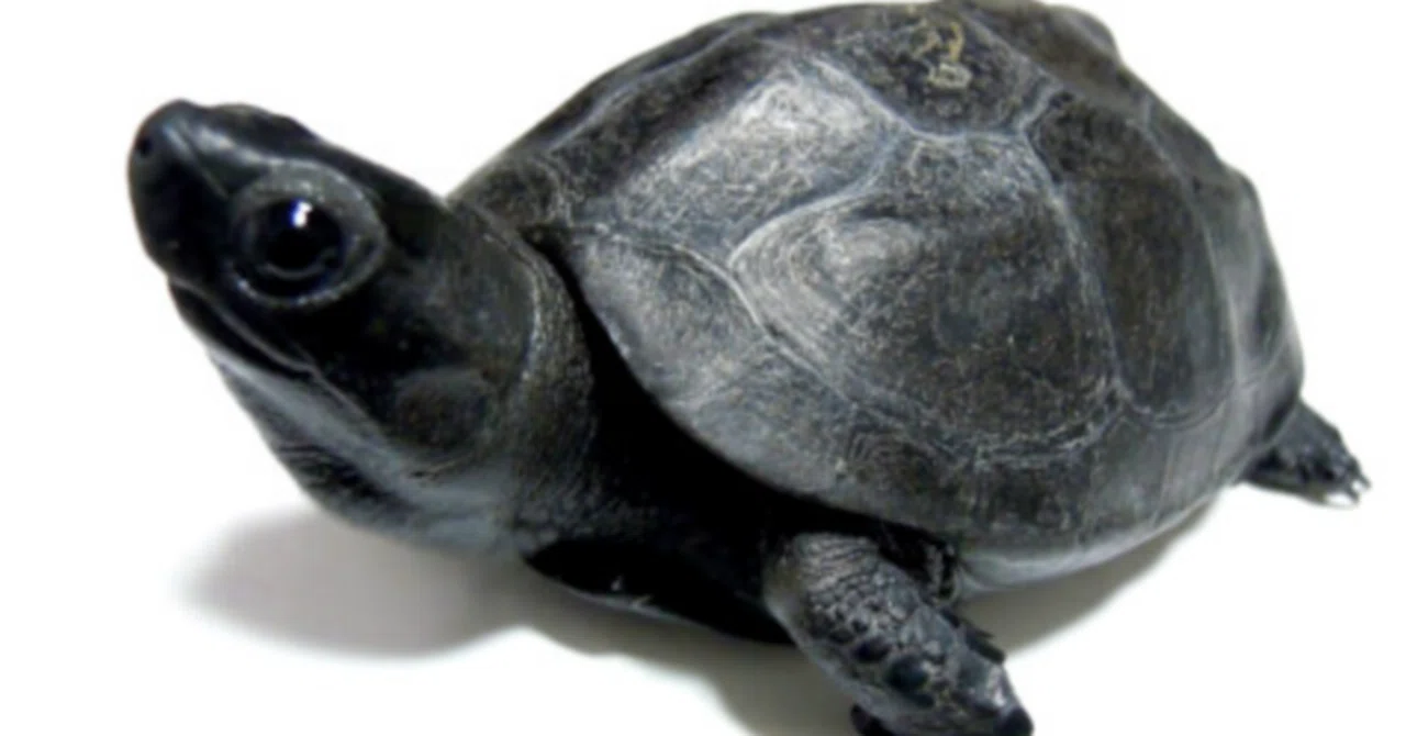 The river turtle that became a different creature without me knowing: A ...