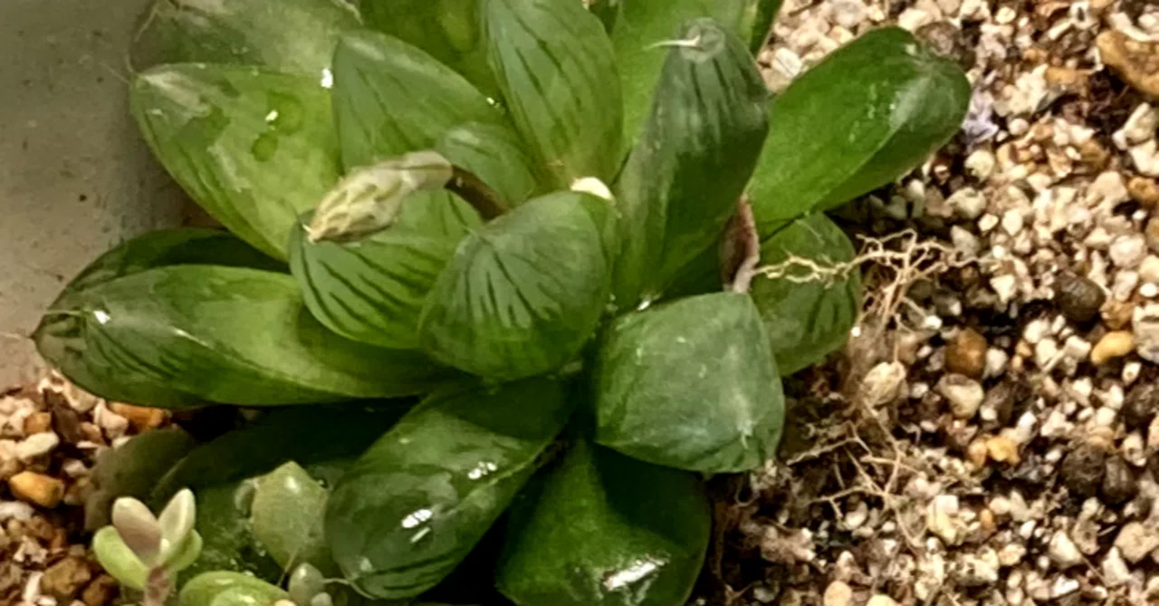 ハオルチア（多肉植物）急成長｜くろすけ