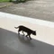 たまごさん