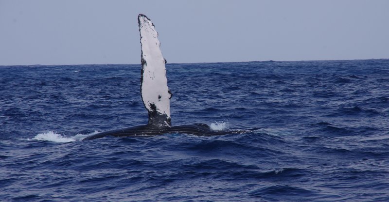 鯨肉を愛するがゆゑに、鯨を見に行つた話 ～小笠原諸島紀行③