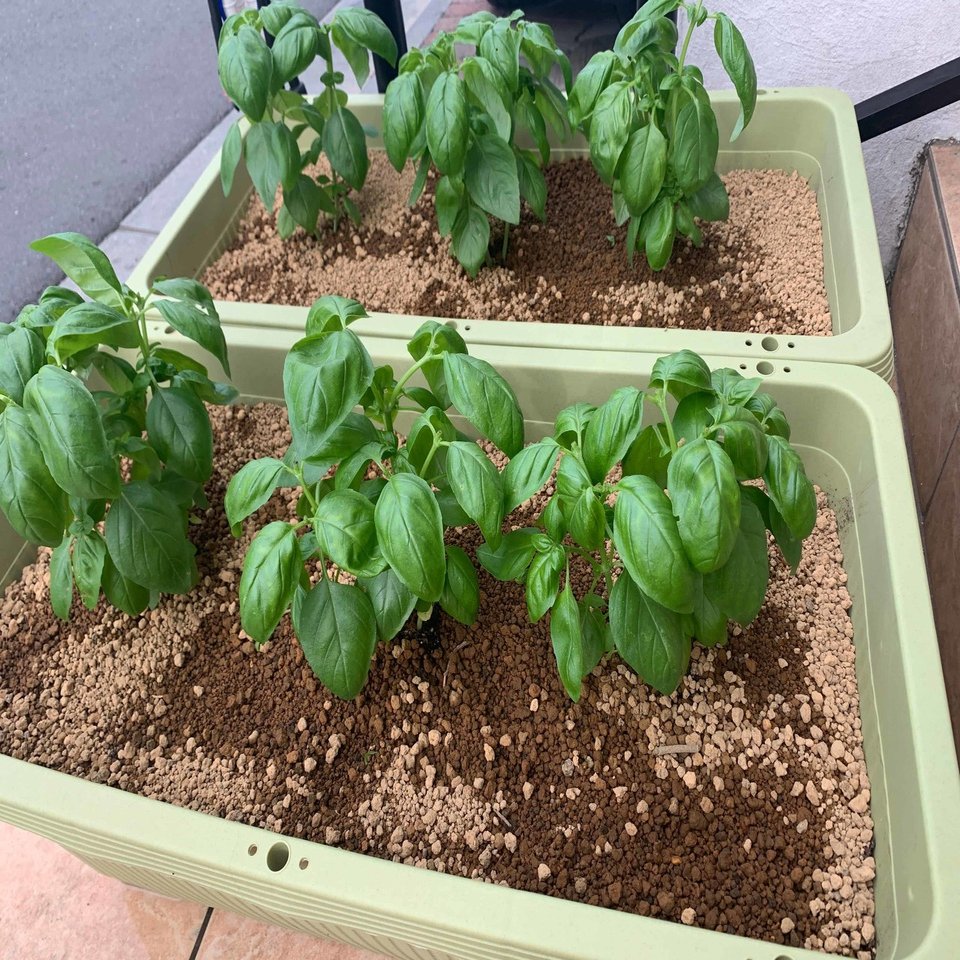 バジルとイタリアンパセリを育てようと思った本当の理由 アツ Note