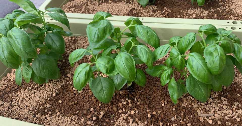 バジルとイタリアンパセリを育てようと思った本当の理由 アツ Note