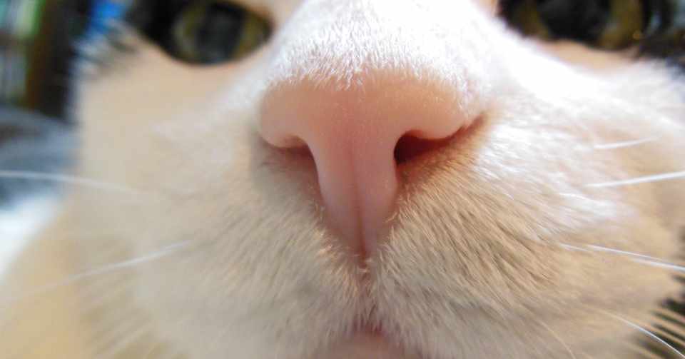 私の家の ドラえもん 加藤くろすけ Note