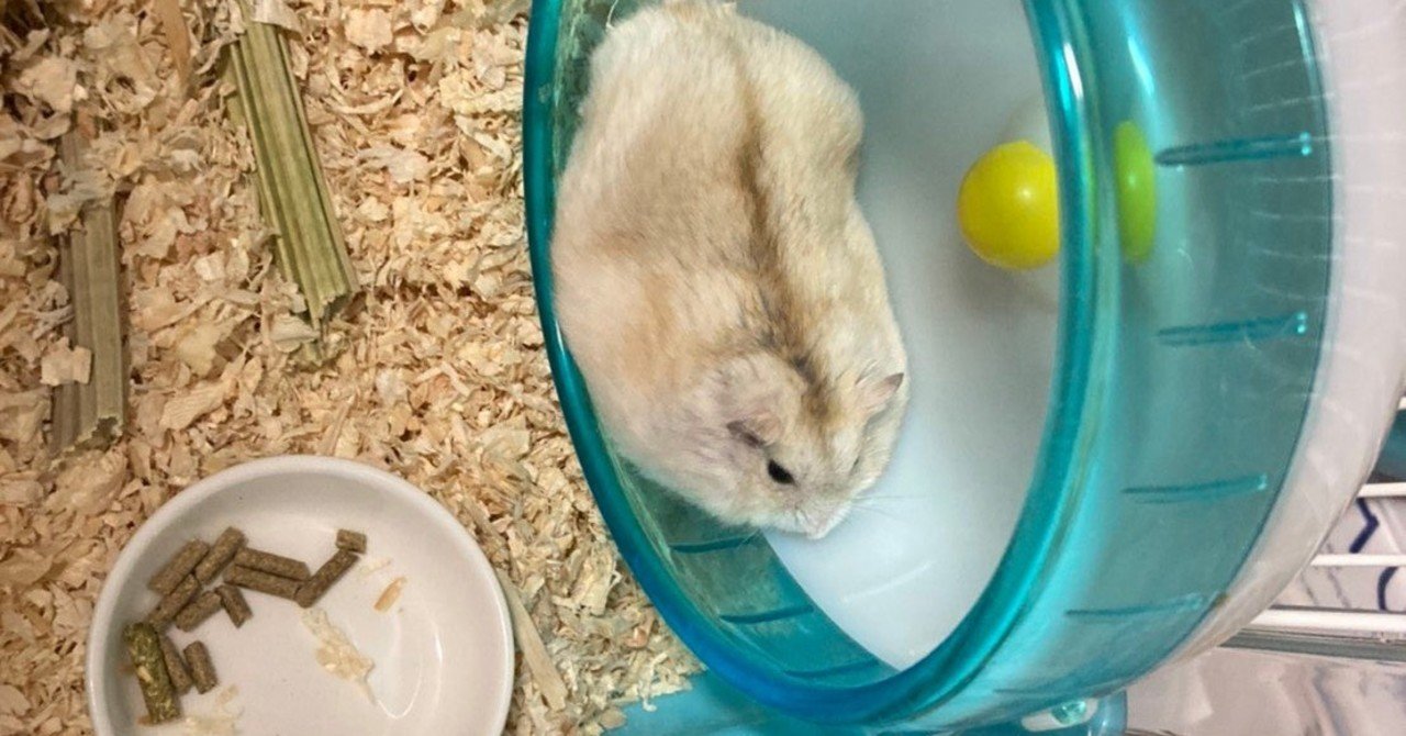 弟がマツコを飼っている 七草おかゆ Note