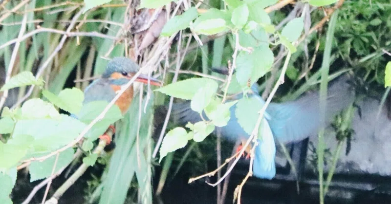 カワセミペアによる抱卵 順調に進行中
