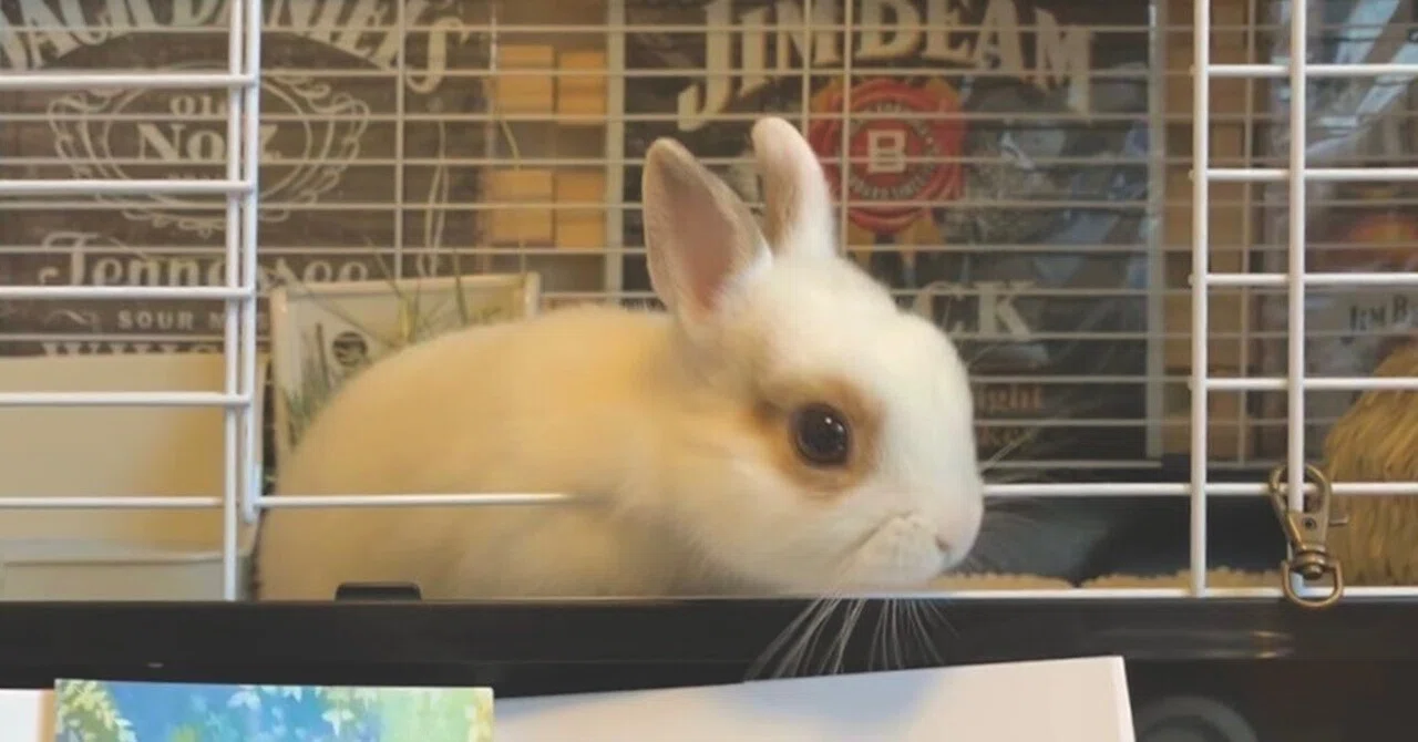 White Rabbit｜ram