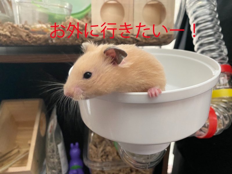 ハムスター飼育日記36日目 5 31 サトウショウヘイ Note ハムスター飼育日記36日目 5 31 サトウショウヘイ Note