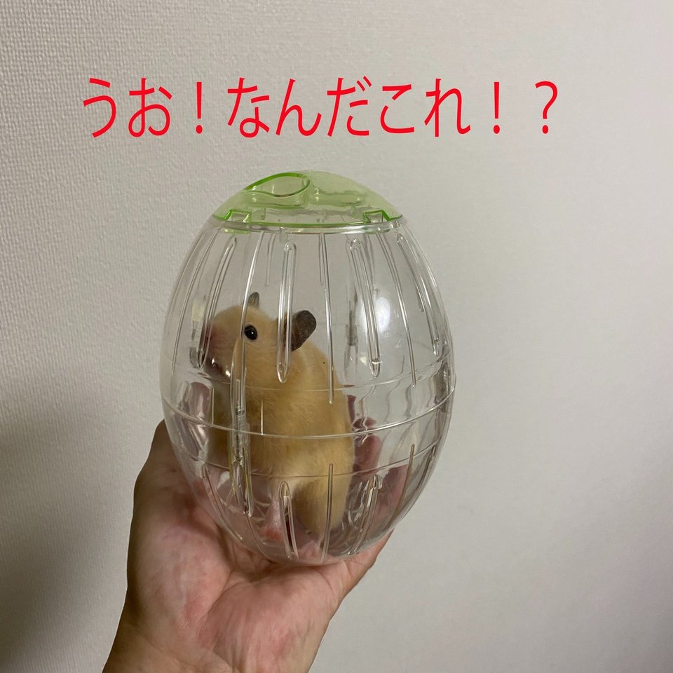 ハムスター飼育日記36日目 5 31 サトウショウヘイ Note