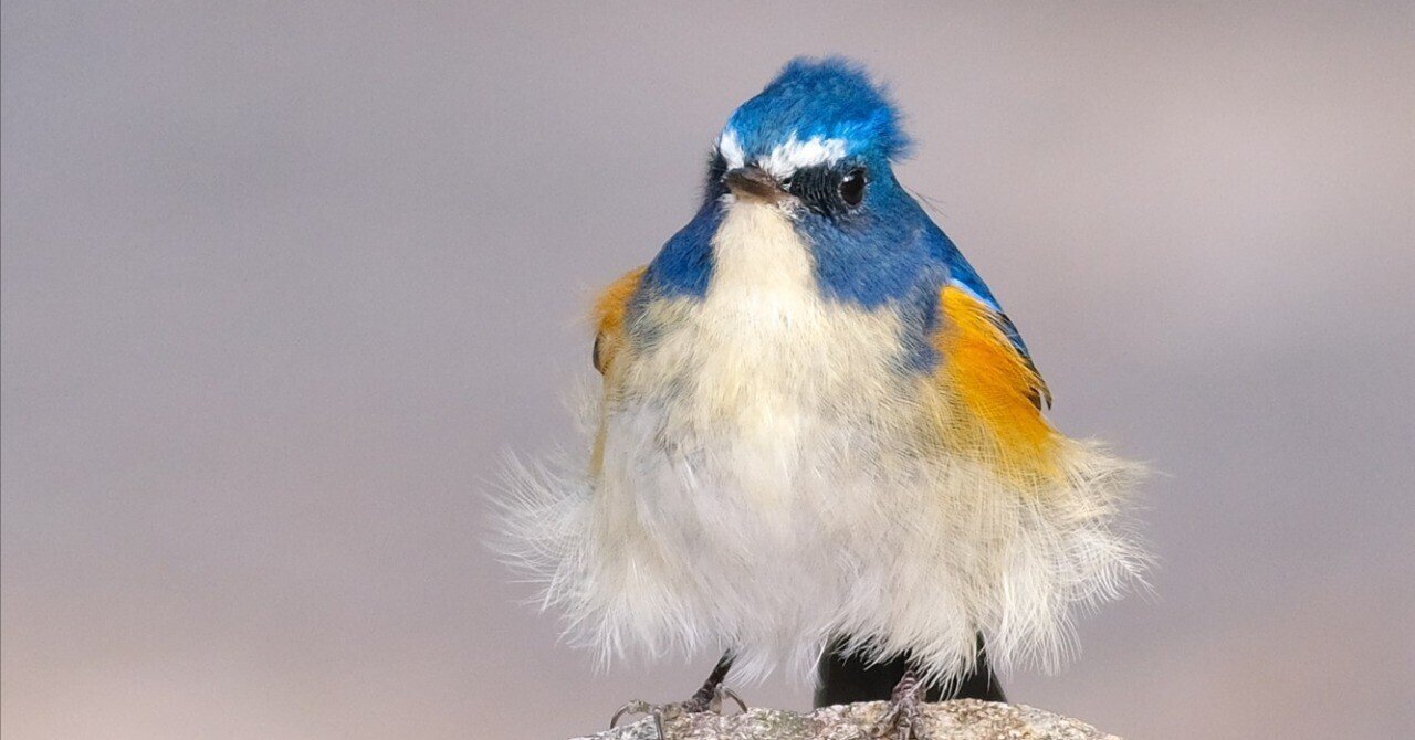 野鳥好きの自己紹介｜#野鳥好きに10の質問｜miz
