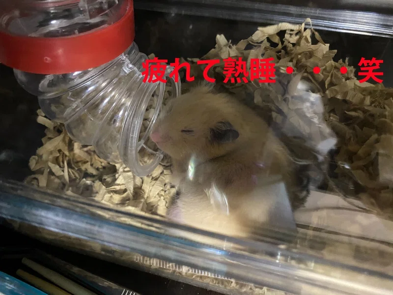 ハムスター飼育日記36日目 5 31 サトウショウヘイ Note