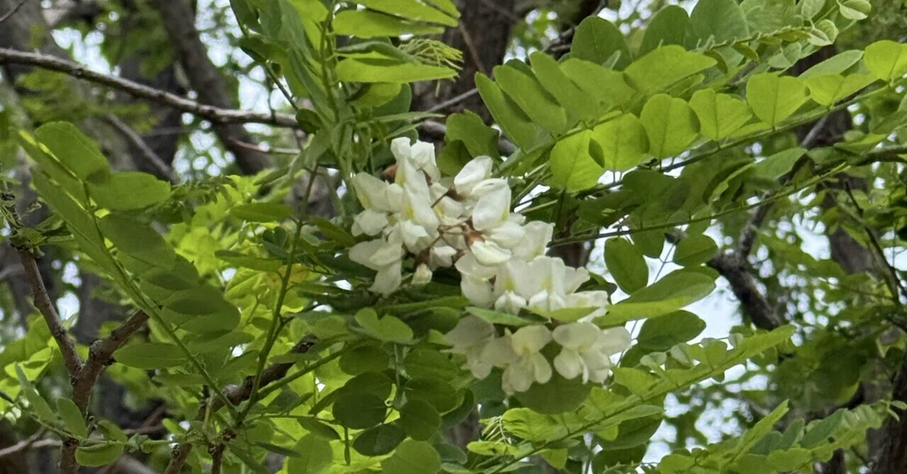 ニセアカシアの花も咲いてま〜す｜樹木も人も笑顔に、樹木医mimi
