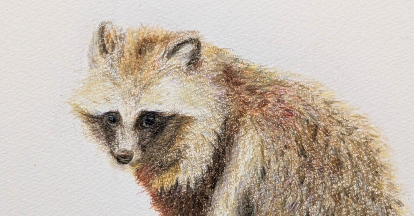 タヌキ絵日記「タヌーピリオド」――脳内佐伯先生が教えてくれたこと