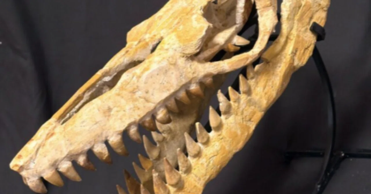 24.モササウルス（Mosasaur）のスカル（頭骨）に見られる特徴｜【恐竜