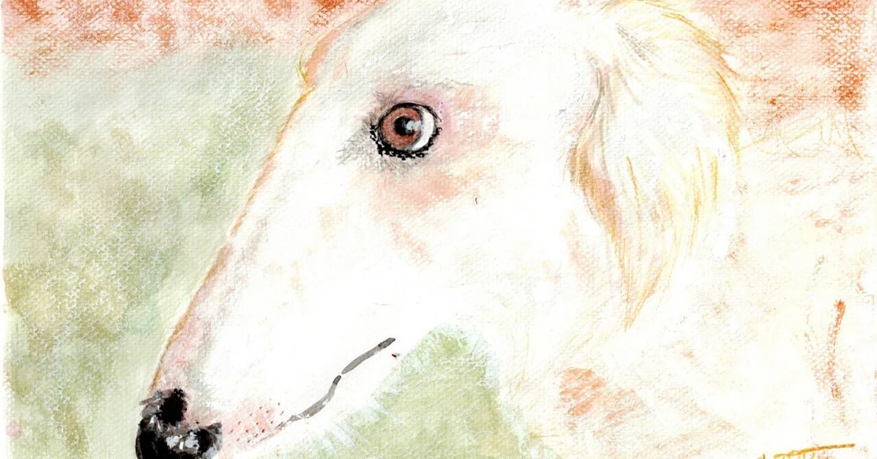 白い犬と静けさ。｜qoooo