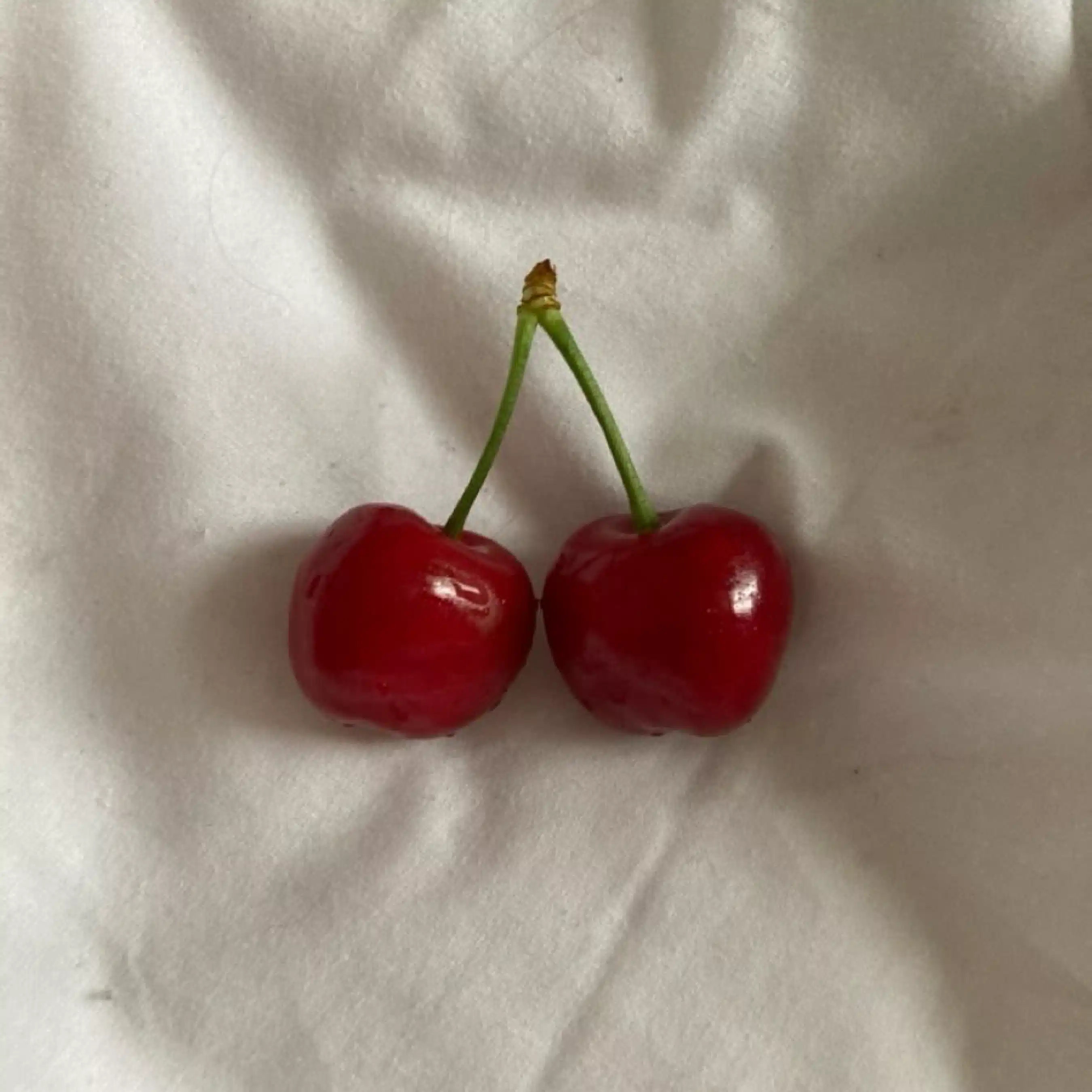 ごきげんウサこ