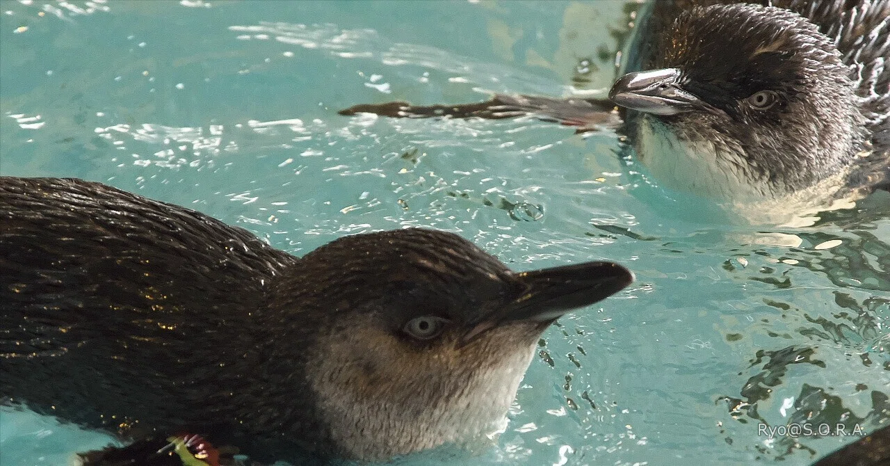 長崎へ、ペンギンに会いに #06 二日目、いよいよペンギン水族館へ(3