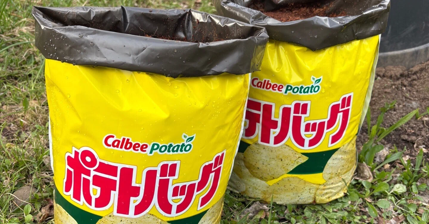 菜園のスタート まずはポテトバッグから｜こけもも