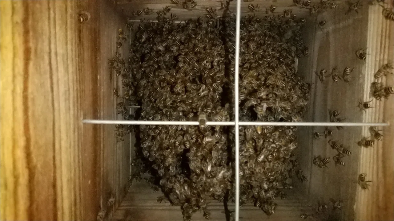 今年捕獲した日本ミツバチのその後｜ハチ