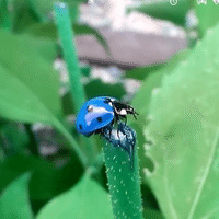 青いテントウ虫はどこにいる Rin Steelblue Ladybird Note 青いテントウ虫はどこにいる Rin Steelblue Ladybird Note