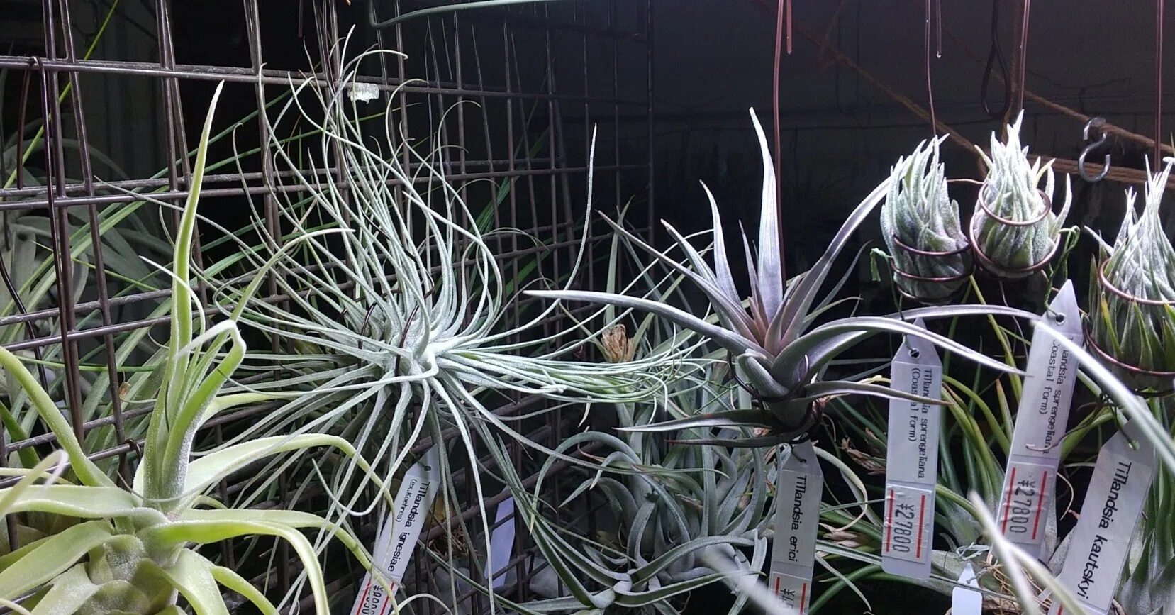 チランジア入荷リスト4/24｜NatureGarden🌿神田
