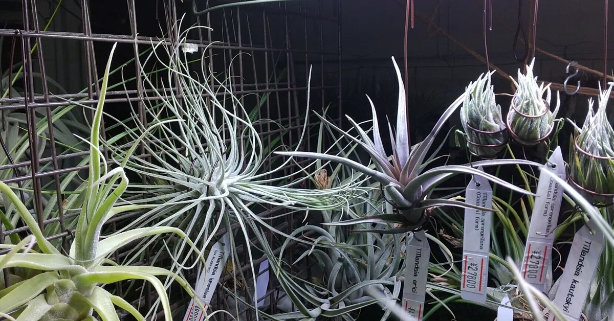 チランジア入荷リスト4/24｜NatureGarden🌿神田