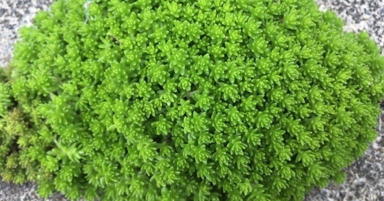 マンネングサ 多肉植物 を見たことがありますか 植物に関心がなくても知って欲しい事 Moriko Forestchild Note マンネングサ 多肉植物 を見たことがありますか 植物に関心がなくても知って欲しい事 Moriko Forestchild Note