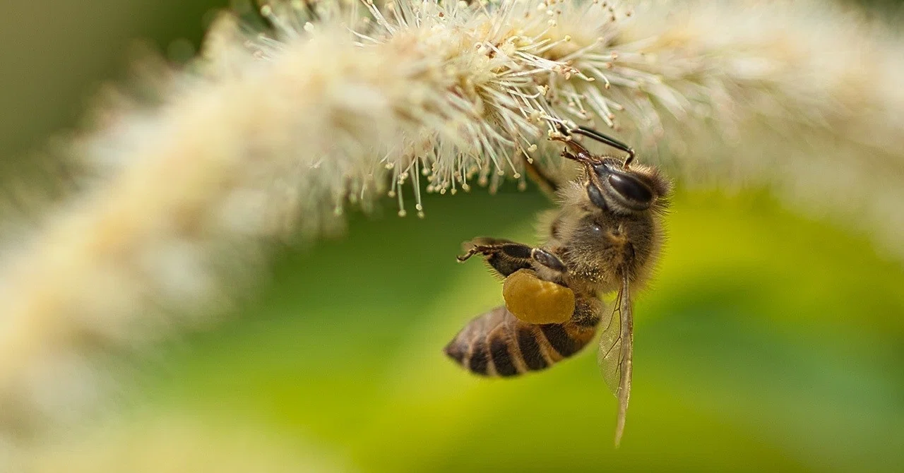 90% of People Don't Know: 'Unconventional' Facts About the Insect World ...