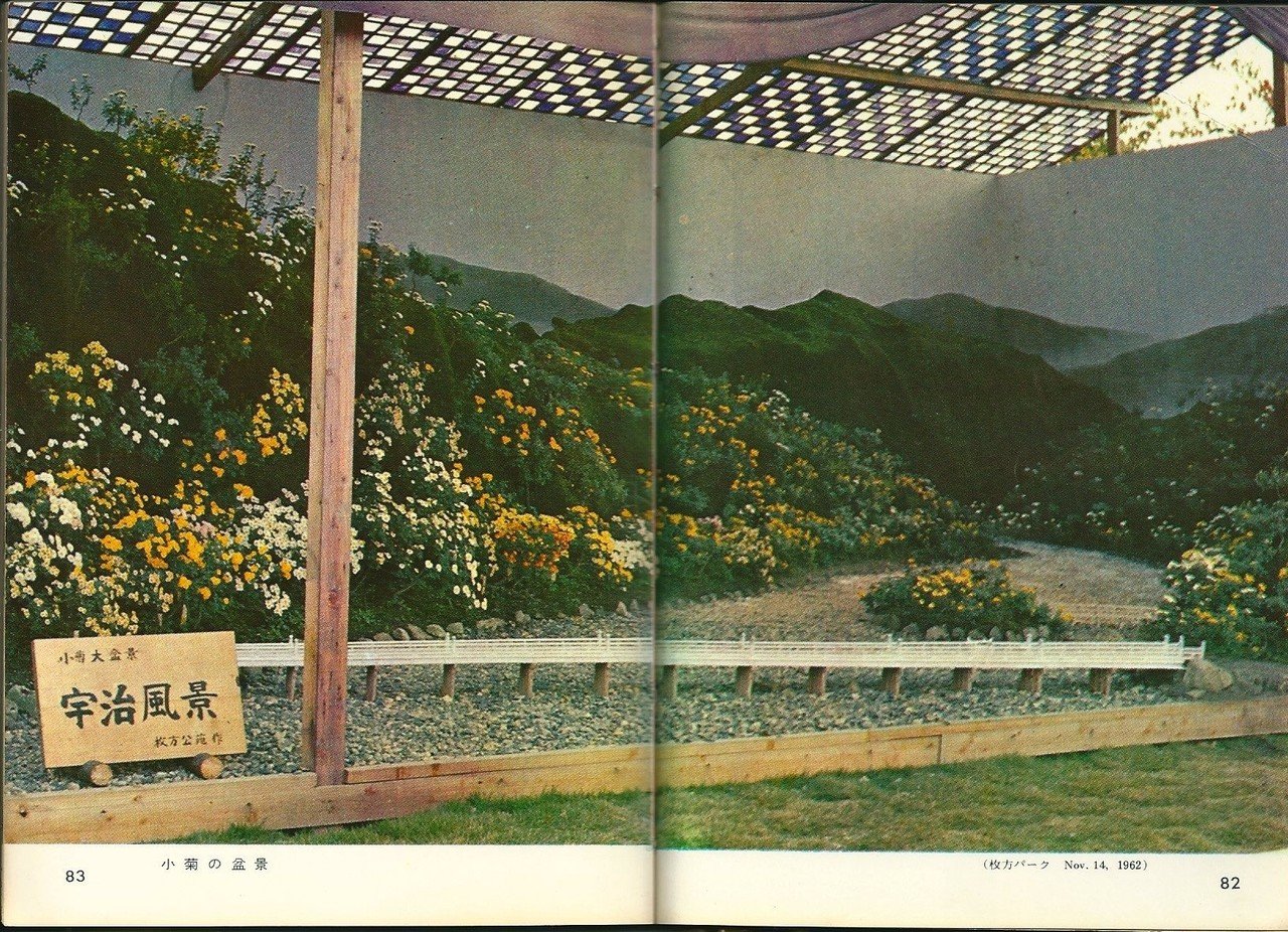 第40巻 菊｜colorbooks_cafe