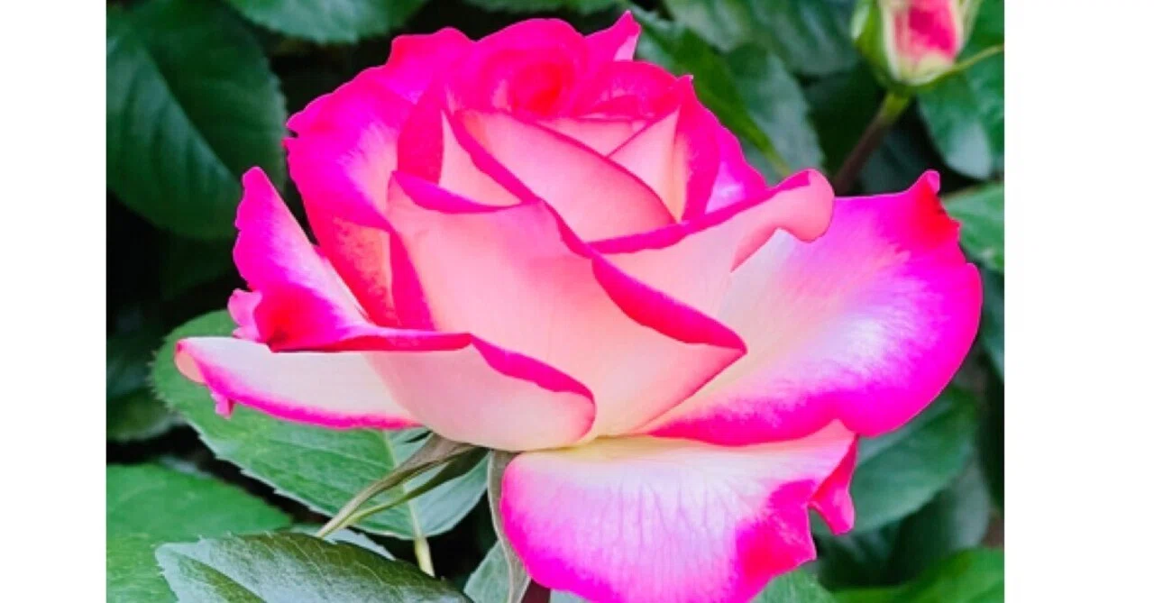 薔薇散歩🌹｜ミント