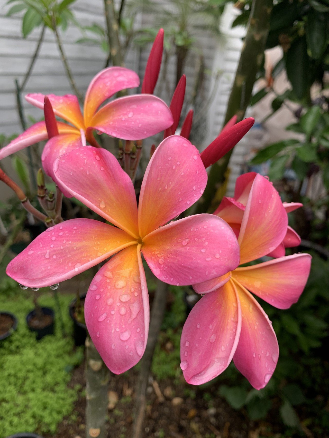 恐怖の肥料焼け体験 施肥の注意点を再度考えてみた Hoppie Note 恐怖の肥料焼け体験 施肥の注意点を再度考えてみた Hoppie Note