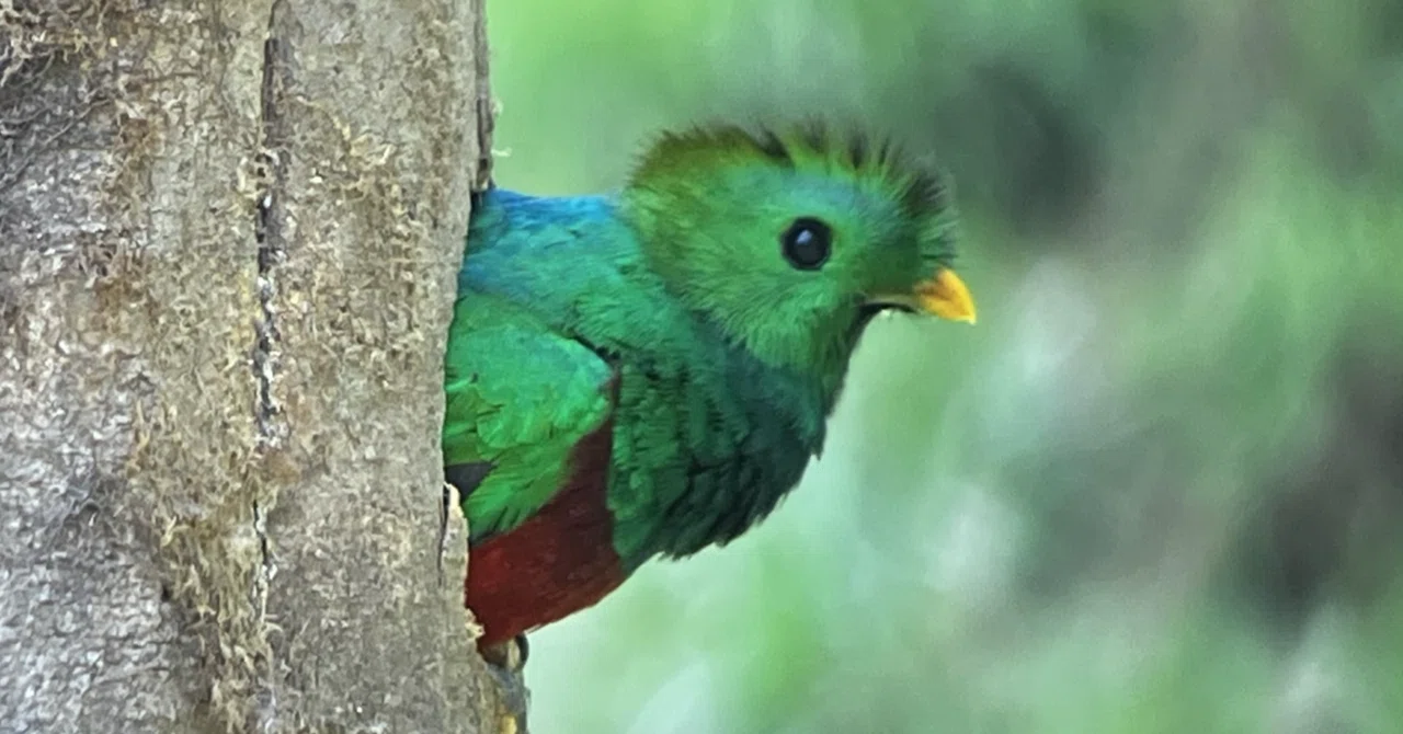 Costa Rica Birding Journal 01: Resplendent Quetzal｜一羽一会(いち