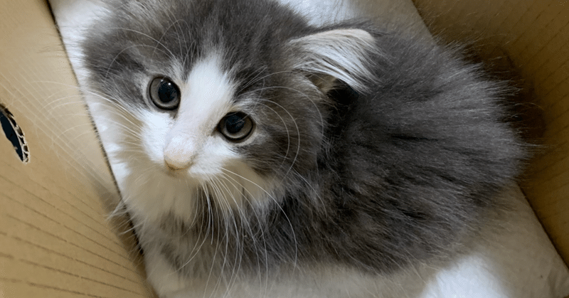 ノルウェージャンフォレストキャット F デュブルイ Note