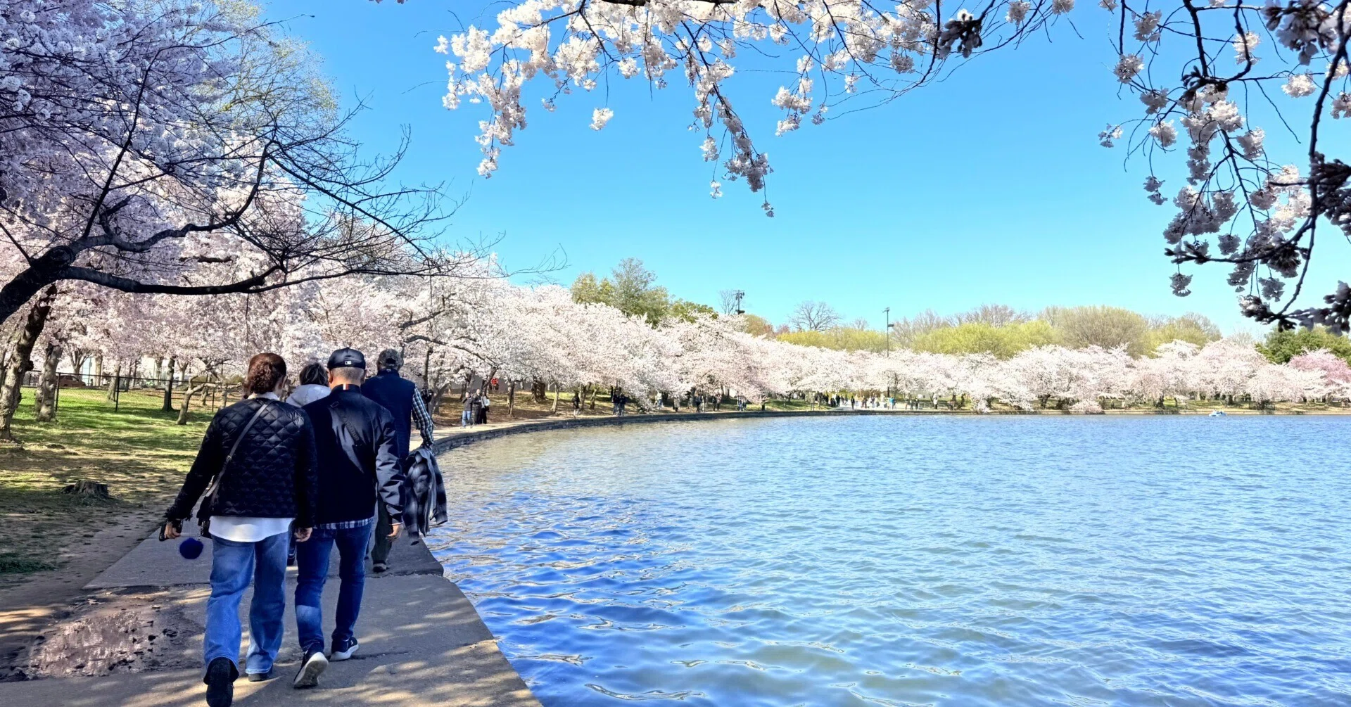 桜と歴史を巡る4日間！フィラデルフィア＋ワシントンDC旅行まとめ