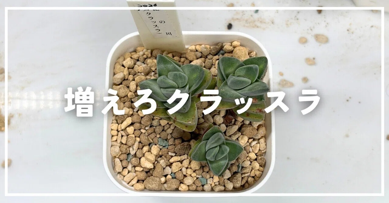 多肉植物】クラッスラ紀の川をカットして増やしてみる！｜ナカガワ|机