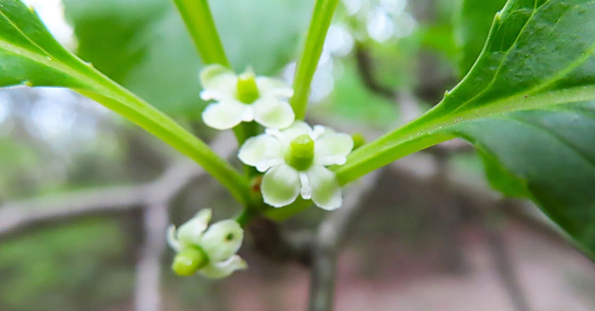 アオハダ（青肌）の花かがやいて初夏が始まる。｜相生山の会