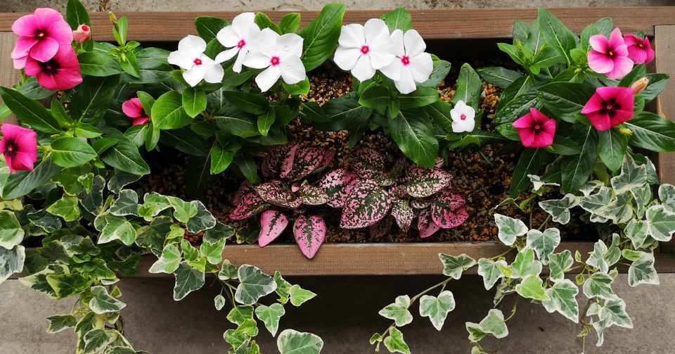 日日草の寄せ植え 小さなお庭 Note