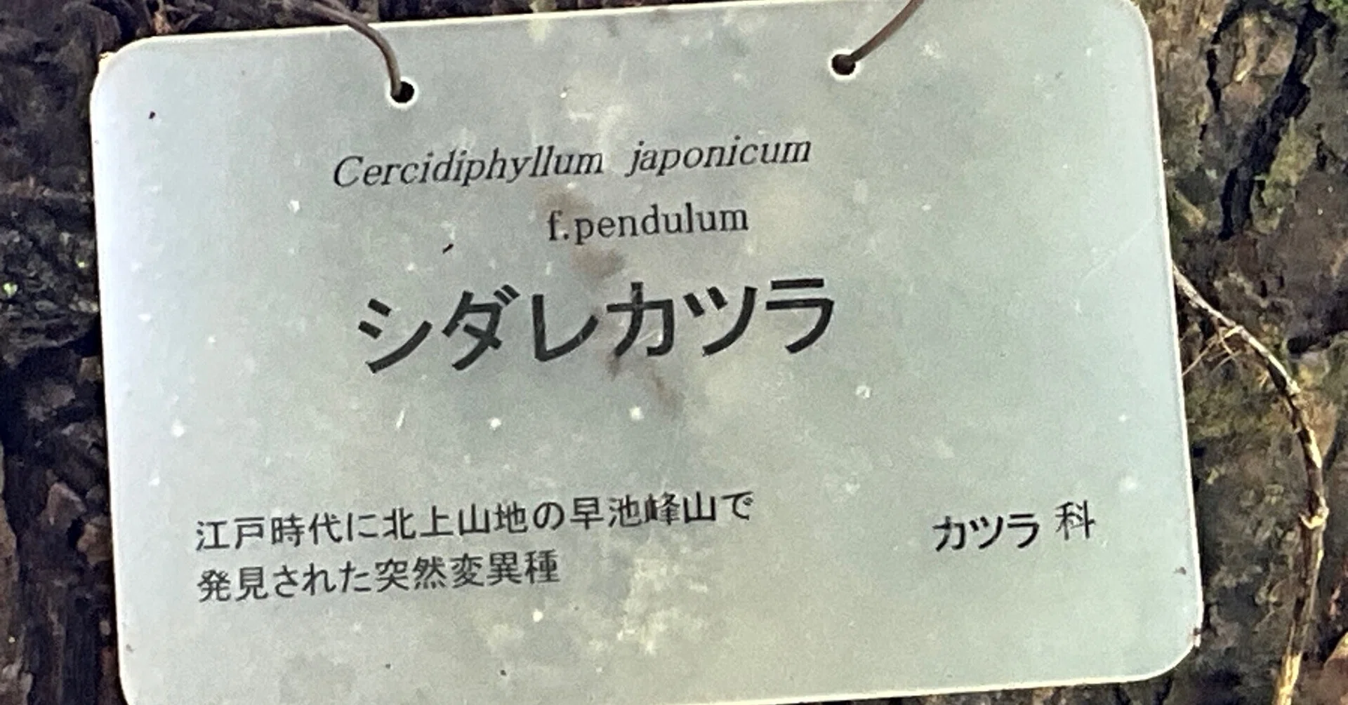 シダレカツラ（京都府立植物園）No.58：2026年5月21日（木）｜藤井秀昭