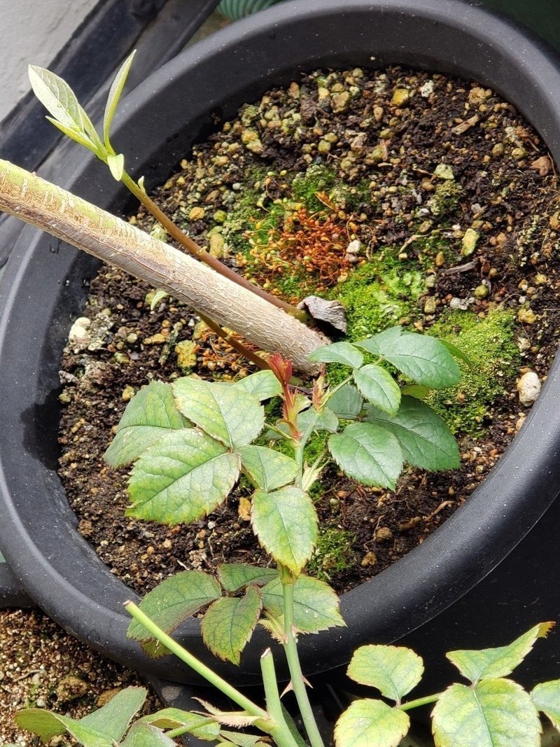 挿し木に蕾がついた 6月1日ミニバラ 氷田 木野恵 Note