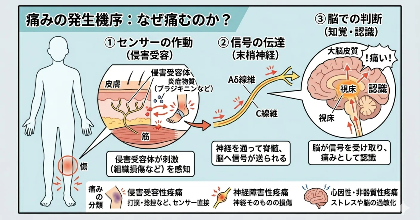 痛み診療キーポイント (痛みのScience &amp; Practice) [単行本] 樹人，川真田 Amazon.co.jp: 痛み診療キ-ポイント (痛みのScience & Practice