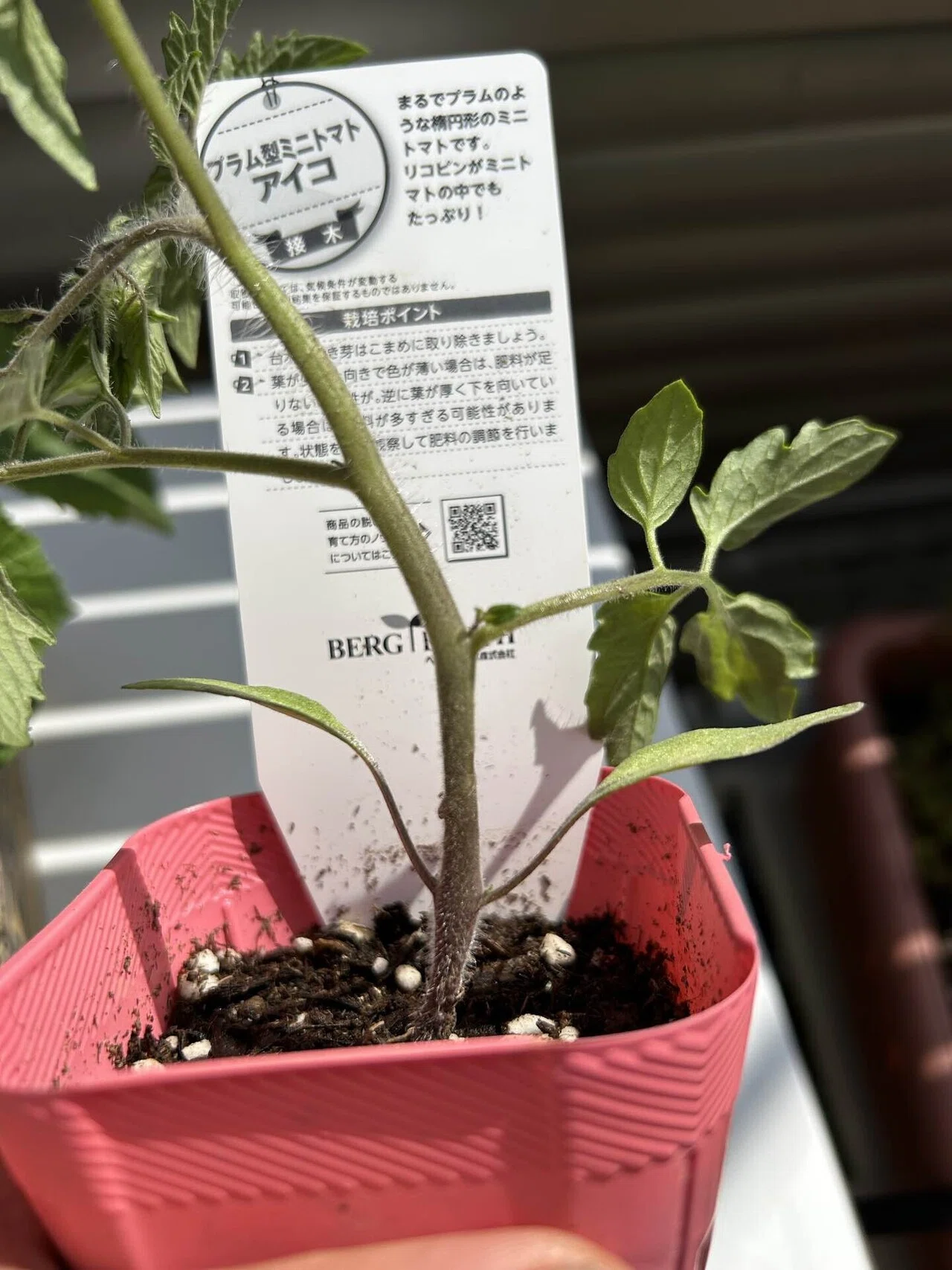小学生VSホムセン店長の［夏野菜おすそ分け対決］の開幕！｜ベランダ農家