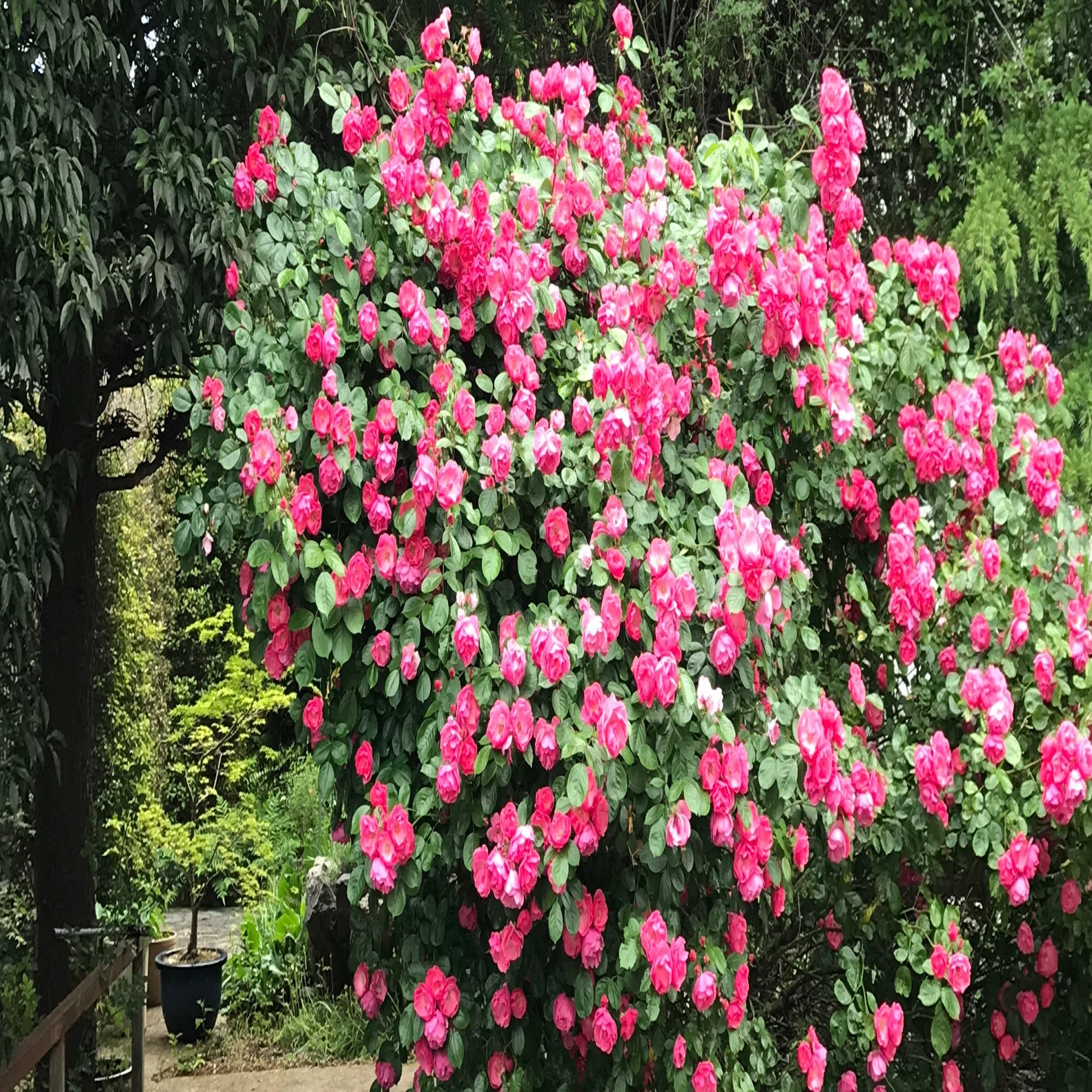 庭の薔薇の花を摘み取りローズ水を作ってそれで布を染めてみる